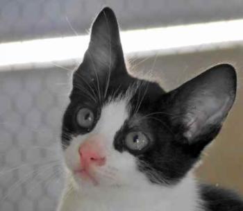 Nantai Bild von Nantai