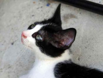 Nantai Bild von Nantai