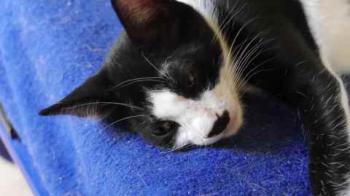 Noshi Bild von Noshi