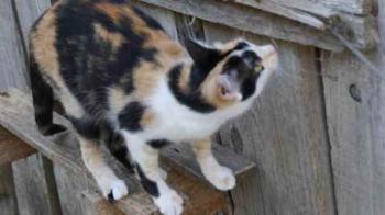 Kitty Bild von Kitty