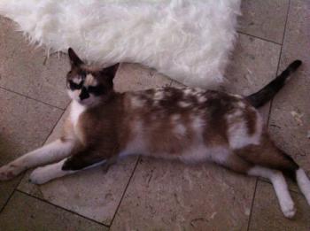 Knox Bild von Knox