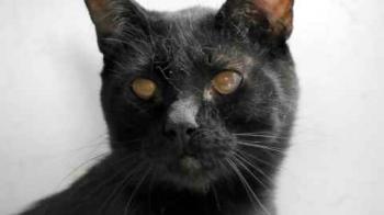 Bild von Coco