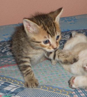 Yako Bild von Yako