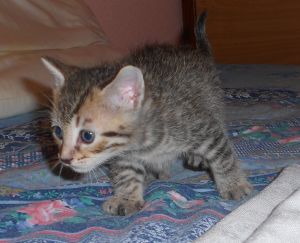 Yako Bild von Yako