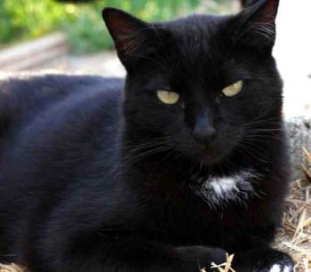 Sally Bild von Sally