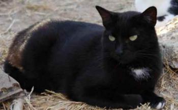 Sally Bild von Sally