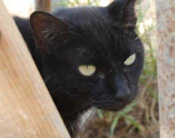 Sally Bild von Sally