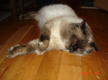 Caspian Bild von Caspian