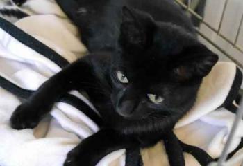 Chaka Bild von Chaka