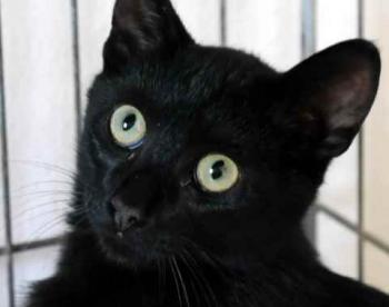 Chaka Bild von Chaka