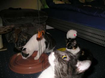 Trinity Bild von Melly