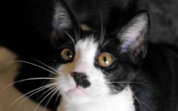 Noshi Bild von Noshi