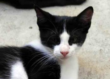 Nantai Bild von Nantai