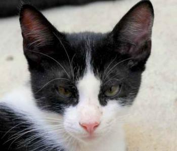 Nantai Bild von Nantai