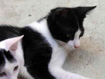 Nantai Bild von Nantai