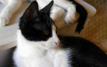 Nantai Bild von Nantai