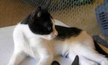 Nantai Bild von Nantai