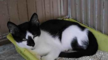 Bild von Boo