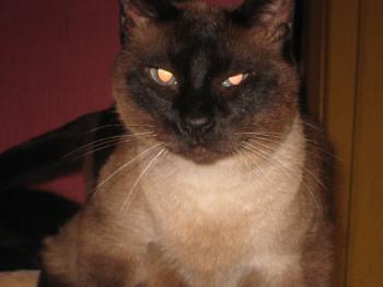 Don Pinpon Bild von Don Pinpon