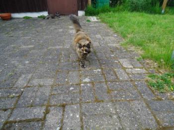 Patches Bild von Patches