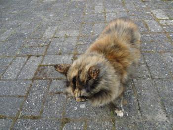 Patches Bild von Patches