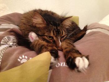 Sam Bild von Sam