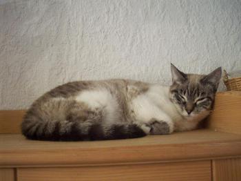 Artemisa Bild von Artemisa