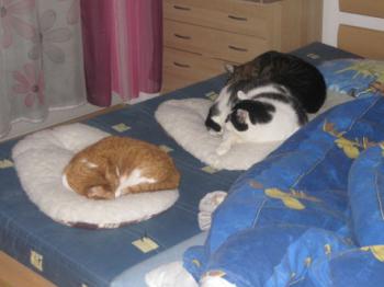 Judith Bild von Judith