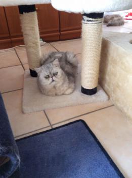 Lenore Bild von Lenore