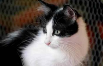 Chitto Bild von Chitto