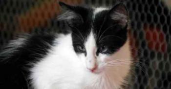 Chitto Bild von Chitto