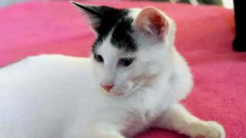 Bild von Chasca