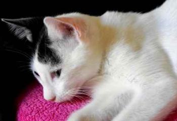 Bild von Chasca