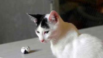 Bild von Chasca