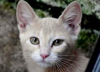 Thai Bild von Thai