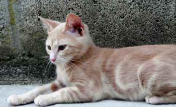 Thai Bild von Thai