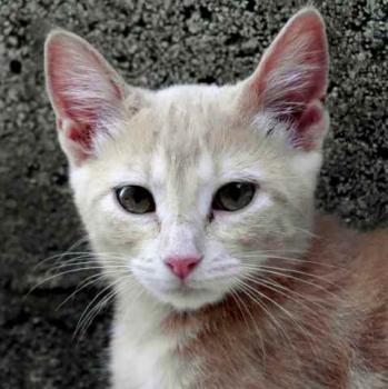 Thai Bild von Thai