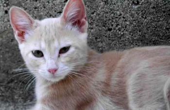 Thai Bild von Thai