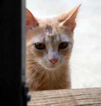 Thai Bild von Thai