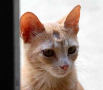 Thai Bild von Thai