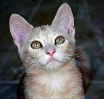 Thai Bild von Thai