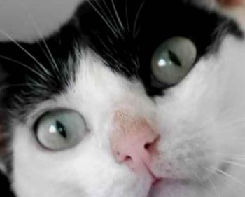 Bild von Joy