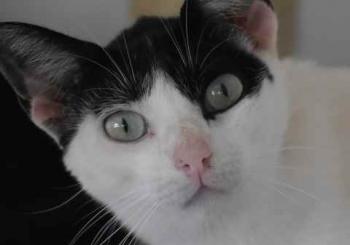 Bild von Joy