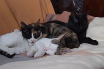 Lilly Bild von Kuka