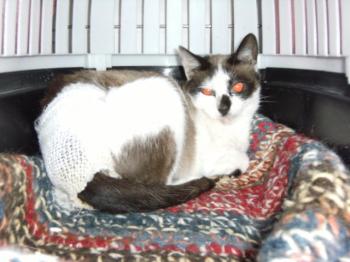Bild von Palmira