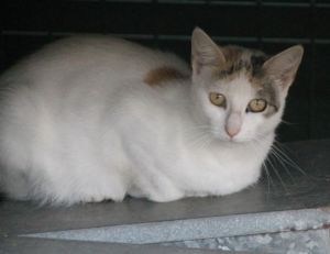 Lutessa Bild von Lutessa