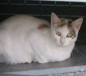 Lutessa Bild von Lutessa