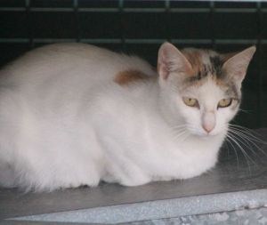 Lutessa Bild von Lutessa