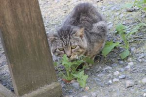 Boris Bild von Boris