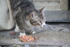 Corina Bild von Corina